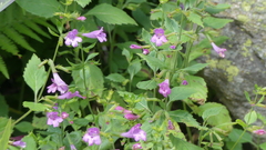 Clinopodium grandiflorum
