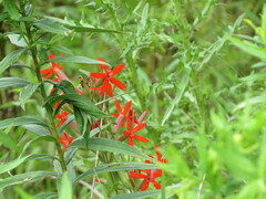 Silene regia