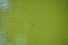 Oreochromis mossambicus