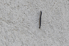 Ommatoiulus sabulosus