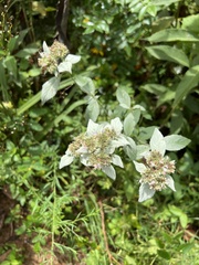Pycnanthemum incanum