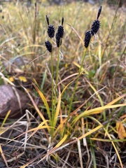 Carex membranacea