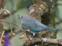 Thraupis sayaca