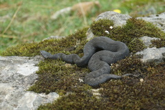 Vipera seoanei