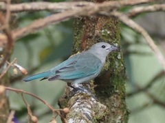 Thraupis sayaca