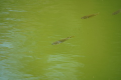 Oreochromis mossambicus