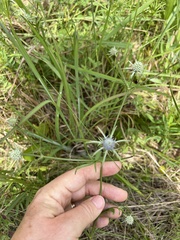 Eryngium integrifolium