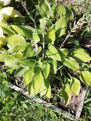 Hosta clausa