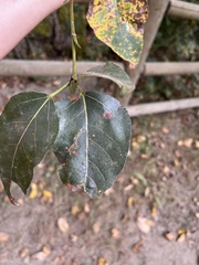 Populus trichocarpa