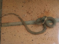 Hierophis viridiflavus
