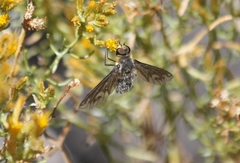 Poecilanthrax californicus