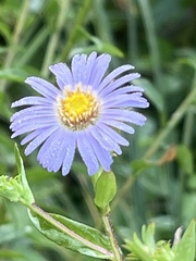 Symphyotrichum puniceum