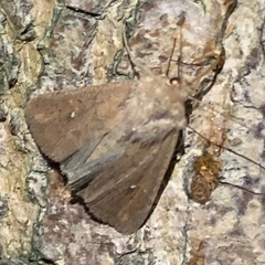 Mythimna albipuncta