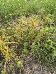 Cuscuta campestris