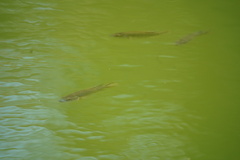 Oreochromis mossambicus