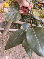Populus trichocarpa