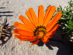Gazania pectinata