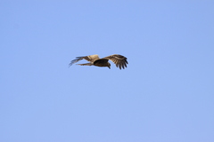 Milvus migrans lineatus