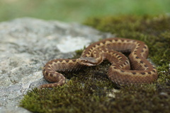 Vipera seoanei