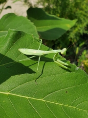 Stagmomantis carolina