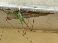 Conocephalini
