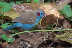 Uraeginthus bengalus