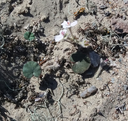 Pelargonium sibthorpiifolium image