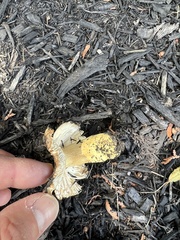 Hypomyces lactifluorum