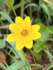 Bidens trichosperma