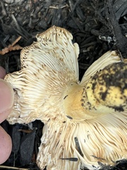 Hypomyces lactifluorum