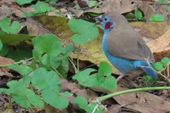 Uraeginthus bengalus