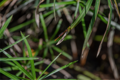 Ceriagrion auranticum