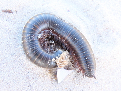 Ommatoiulus moreleti