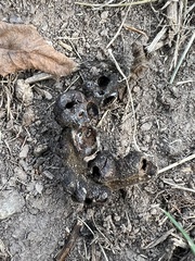 Scleroderma polyrhizum