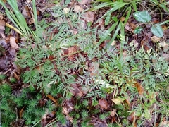 Peucedanum palustre