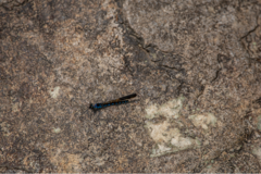 Heliocypha perforata