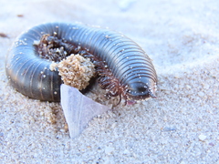 Ommatoiulus moreleti