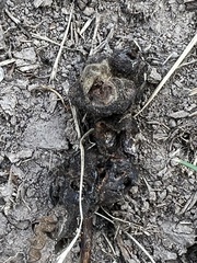 Scleroderma polyrhizum