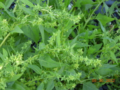 Atriplex gmelinii