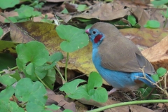 Uraeginthus bengalus