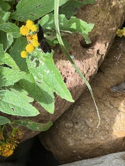 Bolla