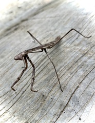 Phasmomantis sumichrasti