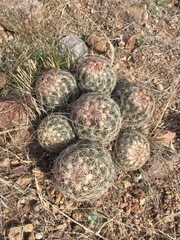 Escobaria vivipara