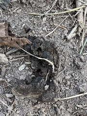 Scleroderma polyrhizum