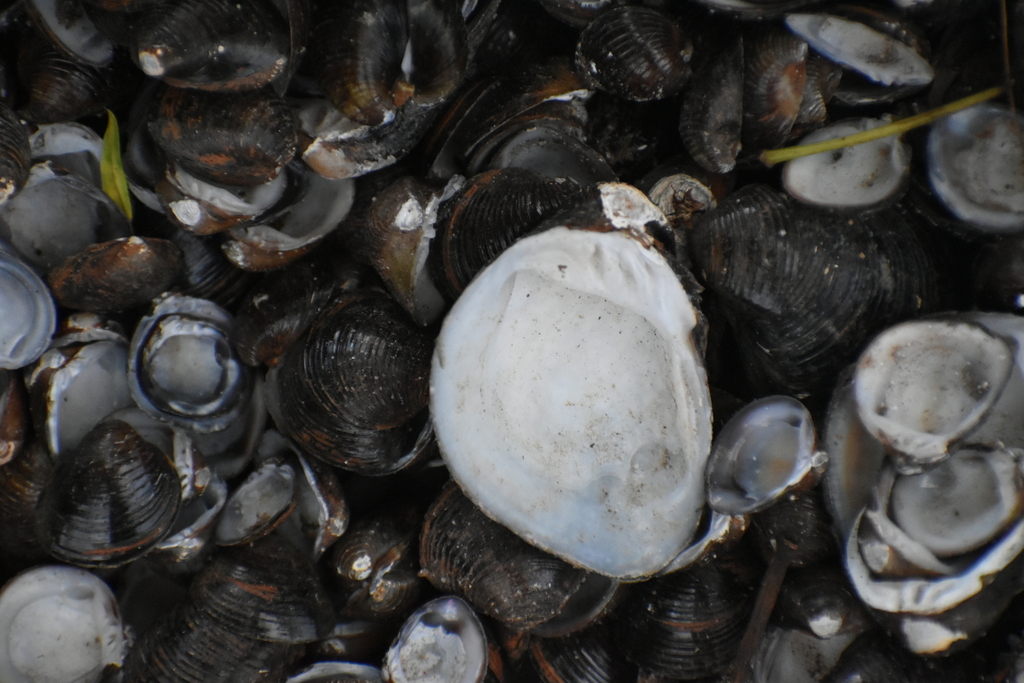 Black Clam