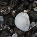 Black Clam - Photo (c) Ganesh Mohan T, some rights reserved (CC BY-SA), uploaded by Ganesh Mohan T