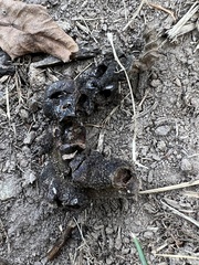 Scleroderma polyrhizum