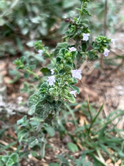 Clinopodium nepeta