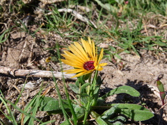 Cleretum bellidiforme
