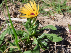 Cleretum bellidiforme